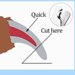 Dog & Cats Nail Clipper Sharp Stainless Steel Pet Nail Trimmer - Image 4